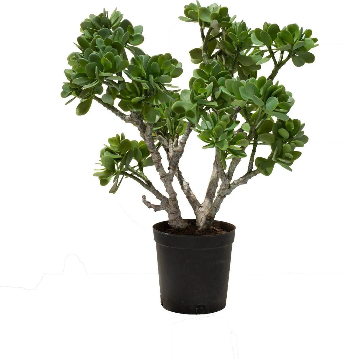 Artificial Money Plant
